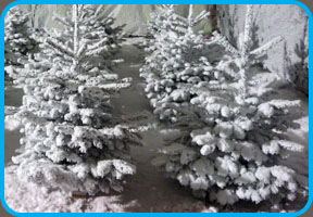 sapins floqués neige